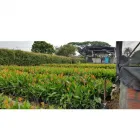 La imagen 3 de la Empresa AGROABONAMOS VIVERO Viveros en Sabaneta ANT