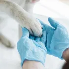 La imagen 5 de la Empresa AGROVETERINARIA PERGUZ Veterinario en Cali VAC