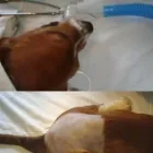 La imagen 3 de la Empresa ALMACEN CENTRO VETERINARIO EL TORO Veterinario en Buga VAC