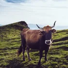 La imagen 1 de la Empresa ALMACÉN EL POTRERO Veterinario en Manizales CAL