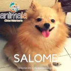 La imagen 2 de la Empresa ANIMAIA CLÍNICA VETERINARIA Veterinario en Cali VAC