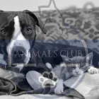 La imagen 1 de la Empresa ANIMALS CLUB MANIZALES Tienda para mascotas en Manizales CAL