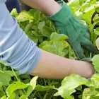 La imagen 3 de la Empresa ASEQUIMAGRO Servicios agrícolas en Bucaramanga SAN