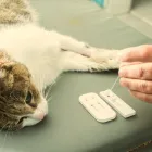 La imagen 2 de la Empresa ATENCIÓN VETERINARIA Y PELUQUERÍA EL DORADO Veterinario en Medellín ANT