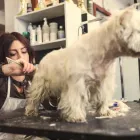 La imagen 4 de la Empresa ATENCIÓN VETERINARIA Y PELUQUERÍA EL DORADO Veterinario en Medellín ANT