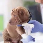 La imagen 1 de la Empresa BIOMET LABORATORIO Veterinario en Cali VAC