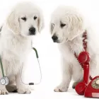 La imagen 1 de la Empresa CENTRO DE SALUD VETERINARIO Veterinario en Piedecuesta SAN