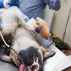 La imagen 2 de la Empresa CENTRO DE SALUD VETERINARIO Veterinario en Piedecuesta SAN