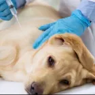 La imagen 4 de la Empresa CLÍNICA VETERINARIA CRITICAL CARE Veterinario en Bucaramanga SAN