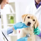 La imagen 5 de la Empresa CLÍNICA VETERINARIA CRITICAL CARE Veterinario en Bucaramanga SAN