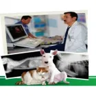 La imagen 3 de la Empresa CLÍNICA VETERINARIA DE OCCIDENTE Veterinario en Buga VAC