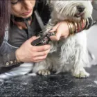 La imagen 1 de la Empresa CLÍNICA VETERINARIA DITAIRES Veterinario en Medellín ANT