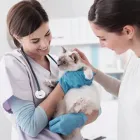 La imagen 4 de la Empresa CLÍNICA VETERINARIA MUNDO ANIMAL Veterinario en Cali VAC