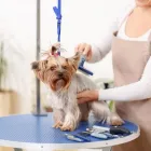 La imagen 5 de la Empresa CLÍNICA VETERINARIA SCHUSTER & MEJIA Tienda para mascotas en Bogotá DC