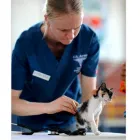 La imagen 3 de la Empresa CLÍNICA VETERINARIOS ESPECIALIZADOS Veterinario en Ibagué TOL