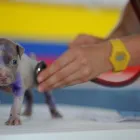 La imagen 4 de la Empresa CLÍNICA VETERINARIOS ESPECIALIZADOS Veterinario en Ibagué TOL