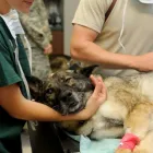 La imagen 5 de la Empresa CLÍNICA VETERINARIOS ESPECIALIZADOS Veterinario en Ibagué TOL