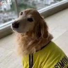 La imagen 1 de la Empresa CLÍNICA Y CENTRO VETERINARIO LOS GALGOS Veterinario en Manizales CAL