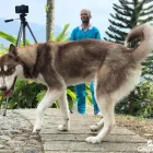 La imagen 2 de la Empresa CLÍNICA Y CENTRO VETERINARIO LOS GALGOS Veterinario en Manizales CAL