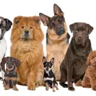 La imagen 1 de la Empresa CLINIPETS Veterinario en Ibagué TOL