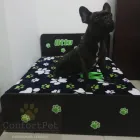 La imagen 1 de la Empresa CONFORTPET Tienda para mascotas en Copacabana ANT