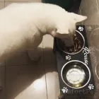 La imagen 4 de la Empresa CONFORTPET Tienda para mascotas en Copacabana ANT