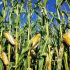 La imagen 3 de la Empresa DEGANADO S.A Servicios agrícolas en Cali VAC