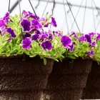 La imagen 2 de la Empresa DISEÑO DE JARDINES Y RIEGOS JM Viveros en Cali VAC