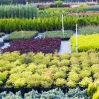 La imagen 3 de la Empresa DISEÑO DE JARDINES Y RIEGOS JM Viveros en Cali VAC