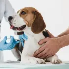 La imagen 1 de la Empresa EL ESTABLO ALMACÉN AGROPECUARIO Veterinario en Bucaramanga SAN