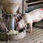 La imagen 2 de la Empresa EL ESTABLO ALMACÉN AGROPECUARIO Veterinario en Bucaramanga SAN