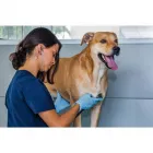 La imagen 4 de la Empresa EMERVET S.A.S. Veterinario en Cali VAC