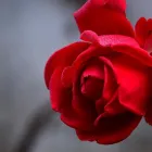 La imagen 3 de la Empresa FLORISTERÍA LA PERLA Tienda de artículos de embalaje en Manizales CAL