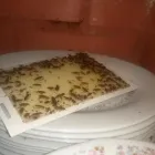 La imagen 2 de la Empresa FUMIGAR Fumigadores aéreos en Floridablanca SAN