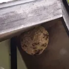 La imagen 2 de la Empresa FUMIGROOT FUMIGACIONES Servicio de control de plagas en Bucaramanga SAN