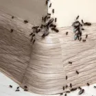 La imagen 1 de la Empresa FUMIJAPON Servicio de control de plagas en Medellín ANT