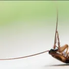 La imagen 2 de la Empresa FUMIJAPON Servicio de control de plagas en Medellín ANT