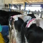 La imagen 2 de la Empresa GENÉTICA SELECTA Servicios agrícolas en Medellín ANT