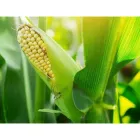 La imagen 2 de la Empresa GEPROTICOLSA S.A Servicios agrícolas en Barranquilla ATL