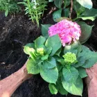La imagen 3 de la Empresa NATURA PLANTAE Viveros en Bogotá DC