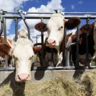 La imagen 5 de la Empresa ORGANIC BAS DE COLOMBIA S.A.S Veterinario en Cali VAC