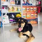 La imagen 4 de la Empresa SUPERMASCOTAS JM Tienda para mascotas en Ibagué TOL