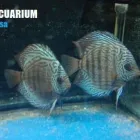 La imagen 3 de la Empresa TROPICAL ACUARIUM Tienda para mascotas en Bucaramanga SAN