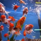 La imagen 4 de la Empresa TROPICAL ACUARIUM Tienda para mascotas en Bucaramanga SAN