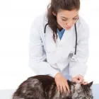 La imagen 1 de la Empresa URGENCIAS VETERINARIAS A DOMICILIO Veterinario en Cali VAC