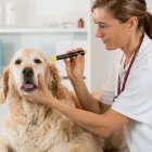 La imagen 2 de la Empresa URGENCIAS VETERINARIAS A DOMICILIO Veterinario en Cali VAC