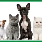 La imagen 3 de la Empresa VETERINARIA EL CORRAL Veterinario en Bucaramanga SAN