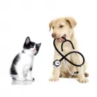 La imagen 4 de la Empresa VETERINARIA MEDICAL ZOO Veterinario en Manizales CAL