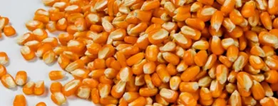 La imagen 9 de la Empresa AGROGRAIN S.A. Servicio agrícola en Guadalajara De Buga VAC