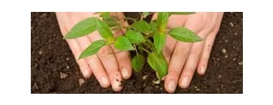 La imagen 5 de la Empresa ASESORÍAS Y SOLUCIONES EFICIENTES AMBIENTALES SAS Recogida y tratamiento de basura en Cali VAC